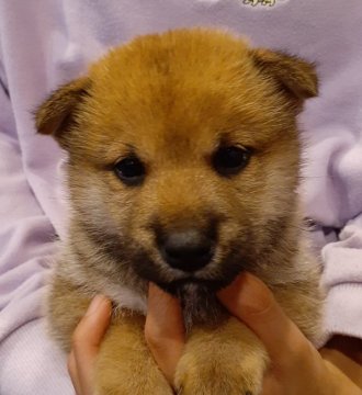 柴犬(標準サイズ)【富山県・男の子・2021年9月29日・赤】の写真「真ん丸お目目の可愛い男の子🎵」