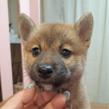 柴犬(標準サイズ)【富山県・女の子・2022年4月21日・赤】の写真「明るく可愛い女の子🎀♀」