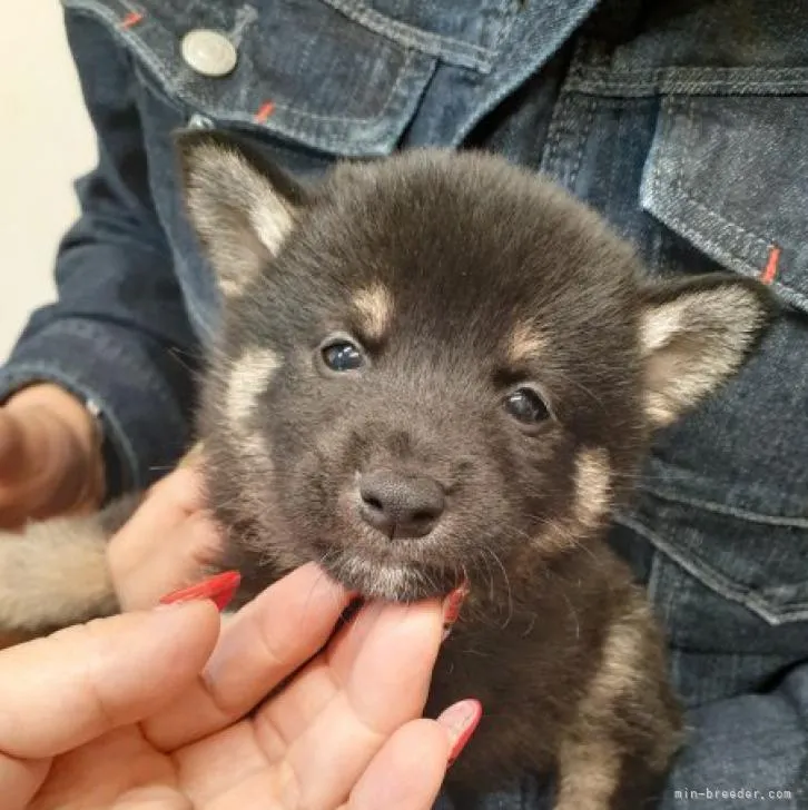 ID:2210-01033の子犬