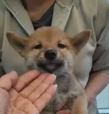 柴犬(標準サイズ)【富山県・男の子・2024年3月17日・赤】の写真2