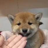 柴犬(標準サイズ)【富山県・女の子・2024年1月15日・赤】の写真2