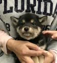 柴犬(標準サイズ)【富山県・男の子・2019年3月11日・黒】の写真2