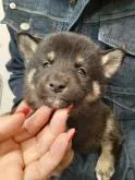 柴犬(標準サイズ)【富山県・男の子・2022年9月17日・黒】の写真2
