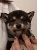 柴犬(標準サイズ)【富山県・女の子・2022年12月22日・黒】の写真4