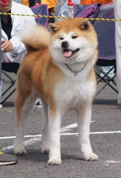 みんなの犬図鑑 青森県で評判の良い犬のブリーダー紹介