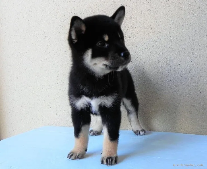 ID:1807-00013の子犬