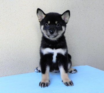 柴犬(標準サイズ)【奈良県・女の子・2018年6月1日・黒柴】の写真「小さめで明るく元気な女の子」