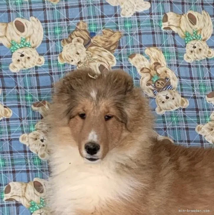 ID：2210-00195の子犬