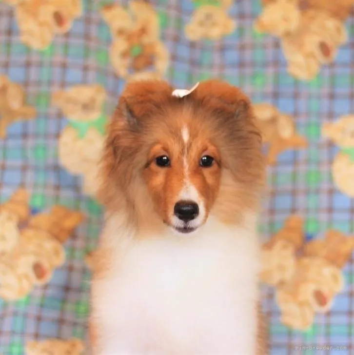 ID:2210-00056の子犬