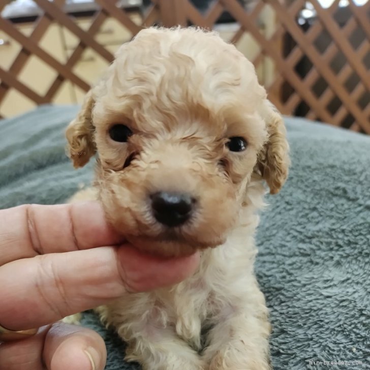 ブリーダー画像