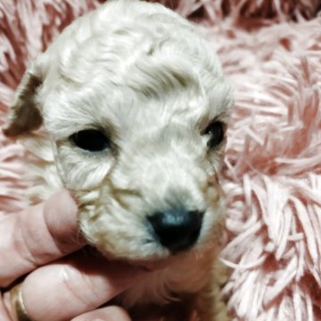 トイプードル(タイニー)【鹿児島県・女の子・2025年10月28日・クリーム】の写真「まだまだ幼く成長を見守って下さいね」