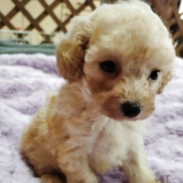タイニープードル【鹿児島県・男の子・2025年9月28日・アプリコット】の写真「これからの成長を見守って下さいね」