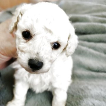 トイプードル(タイニー)【鹿児島県・男の子・2025年10月28日・ホワイト】の写真「今後の成長に期待」