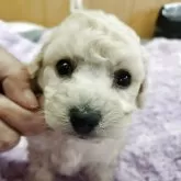 タイニープードル