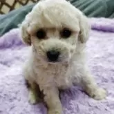タイニープードル
