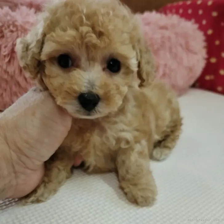 Y.Y 様のお迎えした子犬