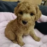 タイニープードル【鹿児島県・女の子・2024年9月11日・レッド】の写真1