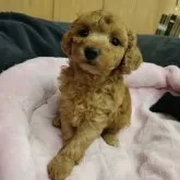 タイニープードル【鹿児島県・女の子・2024年9月11日・レッド】の写真4