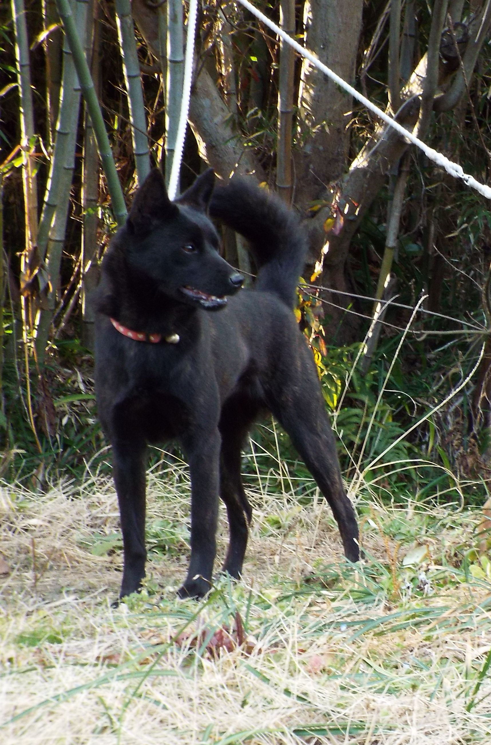 小西　規方(こにし　のりまさ)ブリーダー(山口県・甲斐犬・甲斐犬愛護会登録)の紹介写真1