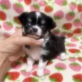 チワワ(ロング)
