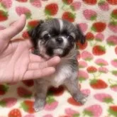 チワワ(ロング)