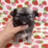チワワ(ロング)