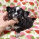 チワワ(ロング)