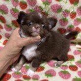 チワワ(ロング)