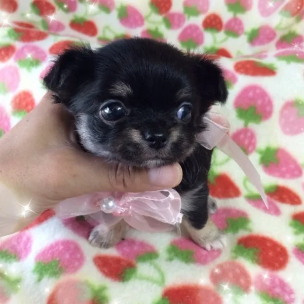 ID：1407-00168の子犬