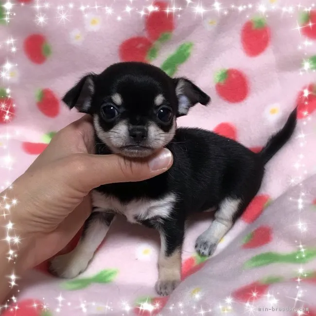 ID:1812-01444の子犬