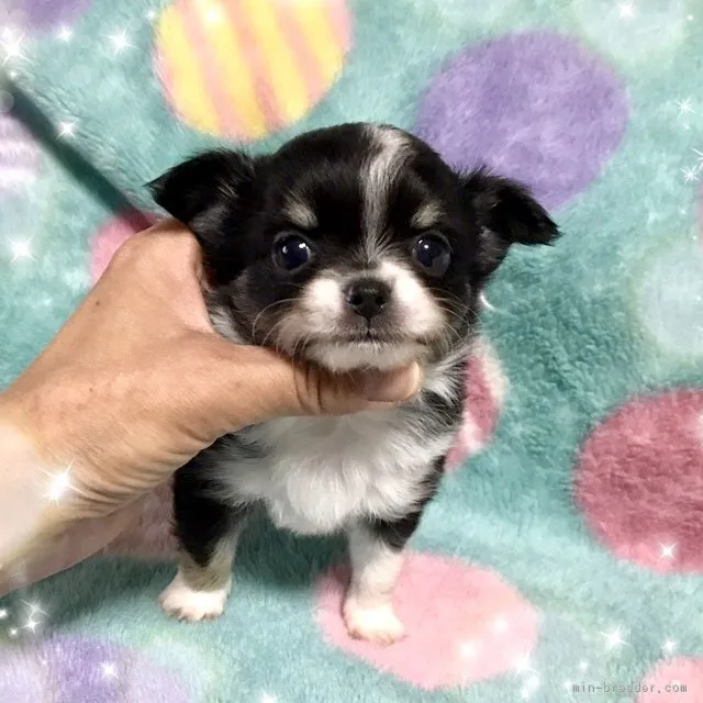 ID:1711-00628の子犬