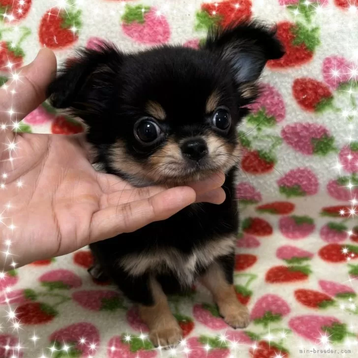 H.K 様のお迎えした子犬