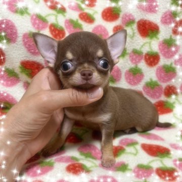 チワワ(スムース)【福岡県・男の子・2024年4月19日・チョコレート&タン】の写真「人気のチョコカラーのスムチー君*°♡」