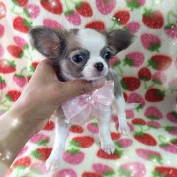 チワワ(ロング)【福岡県・女の子・2014年3月31日・(ブルーフォーン)パーティ】の写真「とっても綺麗なブルーフォーンパーティちゃん❤︎」