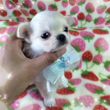 チワワ(ロング)【福岡県・男の子・2014年6月19日・クリーム】の写真「☆早期ご予約特別価格☆」