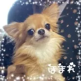 チワワ(ロング)【福岡県・男の子・2023年11月25日・クリーム】の写真4「パパです*°♡」