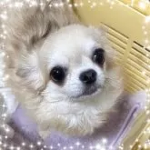 チワワ(ロング)【福岡県・男の子・2023年11月25日・クリーム】の写真5「ママです*°♡」