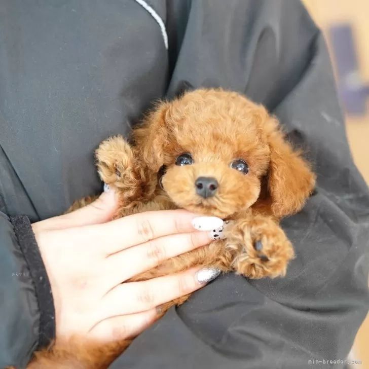 K.Y 様のお迎えした子犬