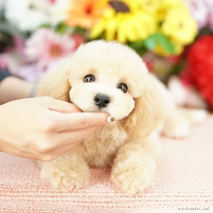 ID：2509-05778の子犬