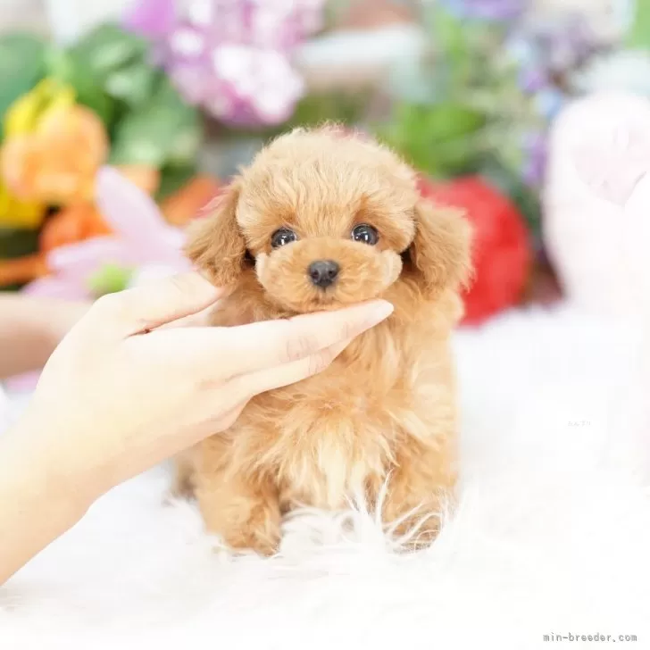 ID:2503-04062の子犬