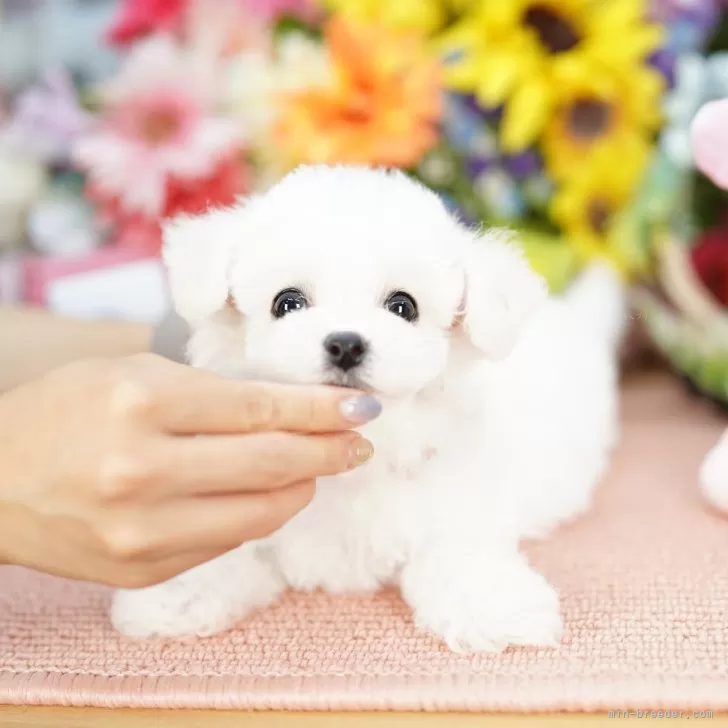 ID：2507-08336の子犬