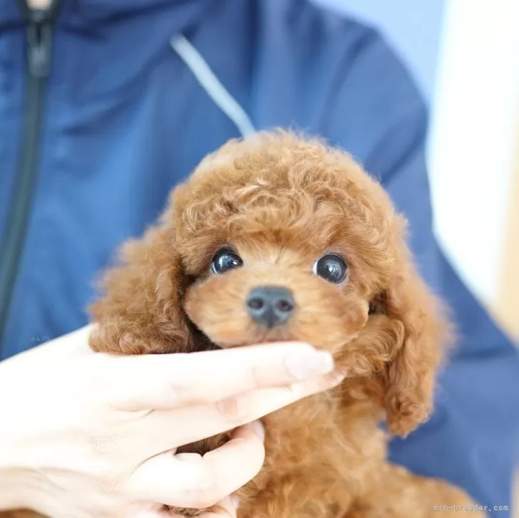 ID:2507-07575の子犬