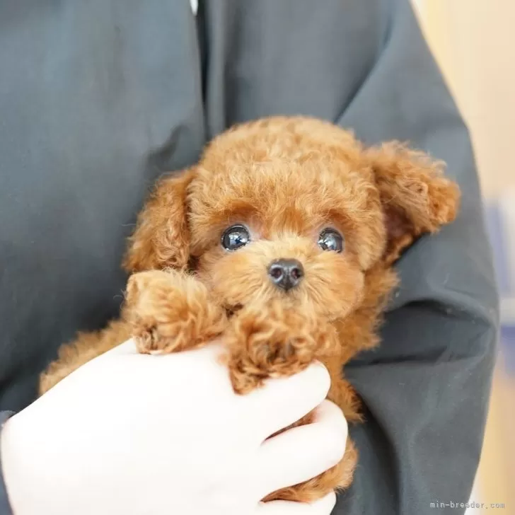 ID:2506-06744の子犬