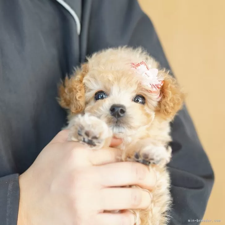 ID:2503-06517の子犬