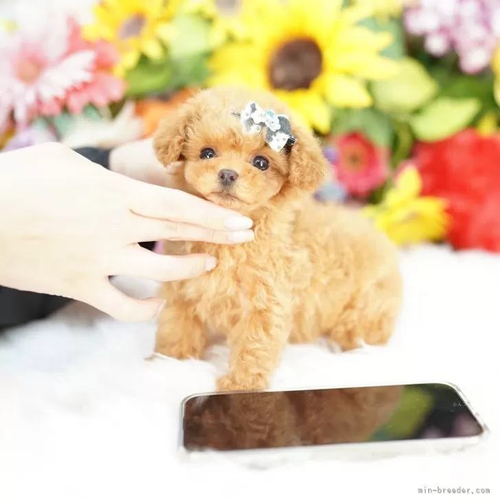 エルドラド 様のお迎えした子犬