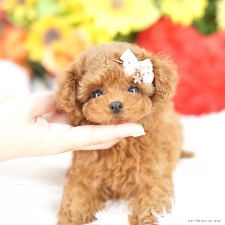 ID：2507-03090の子犬