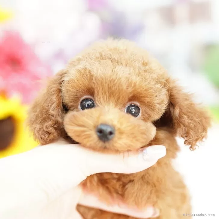 かおちゃん 様のお迎えした子犬