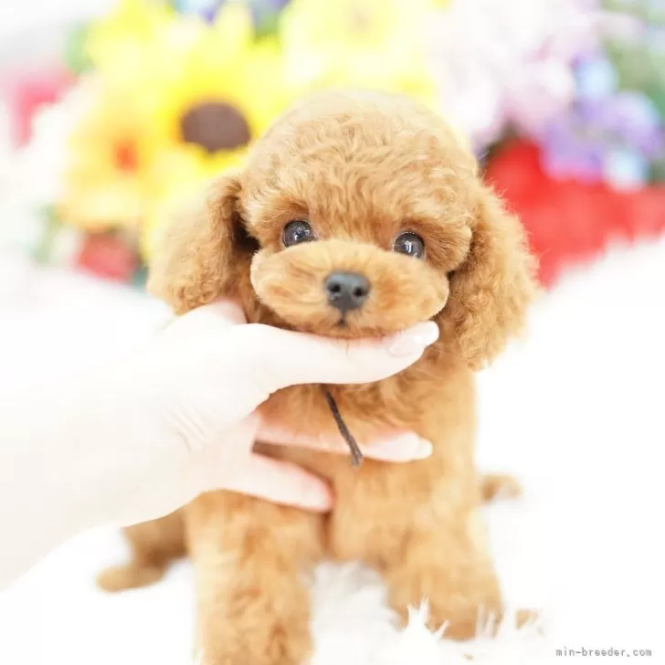 タイニープードル【埼玉県・男の子・2025年7月12日・レッド】の写真1「色々なサイズの子犬と幅広い価格帯で他にも複数頭掲載しております❗」