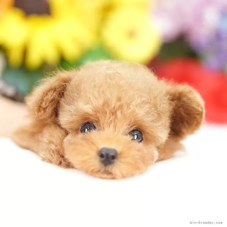 ティーカッププードル【埼玉県・女の子・2025年7月18日・レッド】の写真1「色々なサイズの子犬と幅広い価格帯で他にも複数頭掲載しております❗」