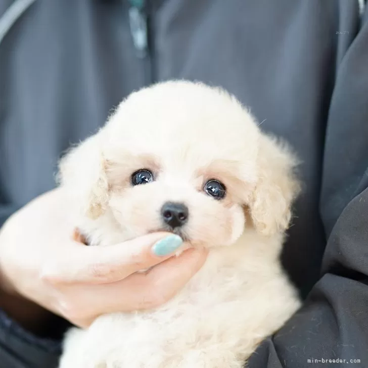 タイニープードル【埼玉県・男の子・2025年4月3日・クリーム】の写真1「色々なサイズの子犬と幅広い価格帯で他にも複数頭掲載しております❗」